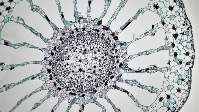 Microscopic view of plant vascular tissue cross-section